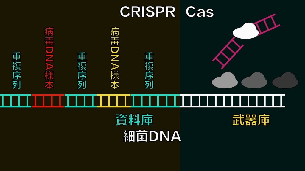 DNA片段