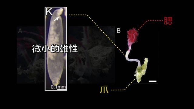 食骨蠕虫