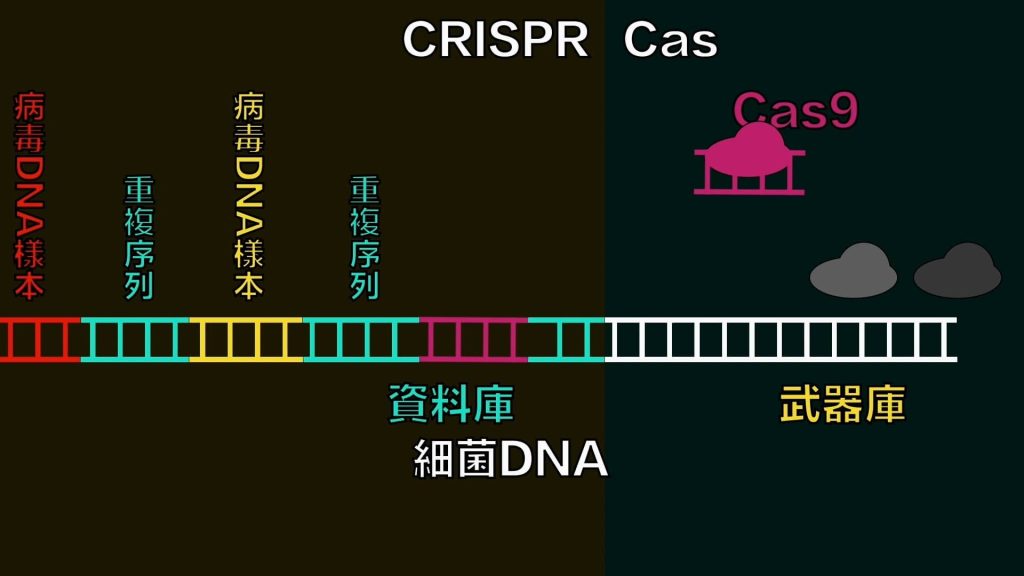 细菌DNA