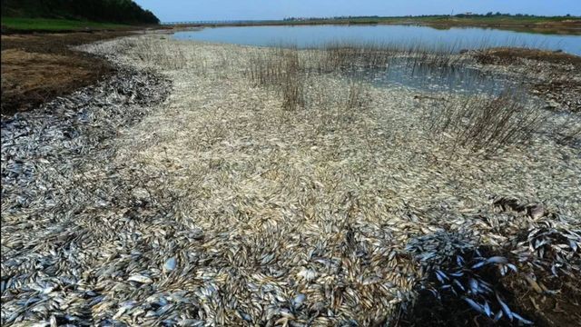 死鱼布满整个河岸