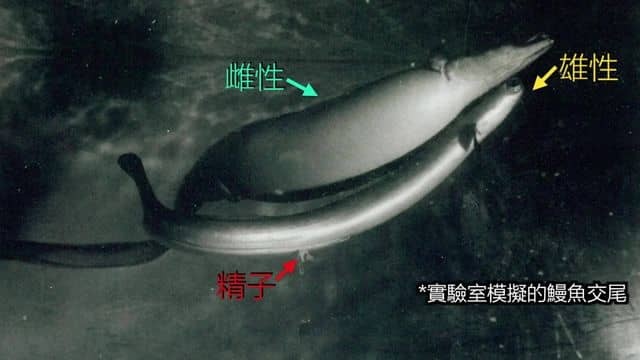 实验室模拟的海鳗交尾