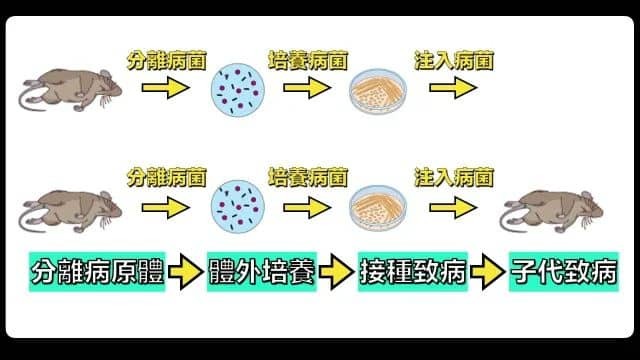 科赫法则