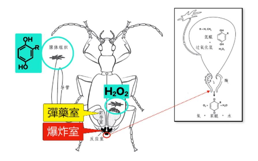 甲虫体内弹药室