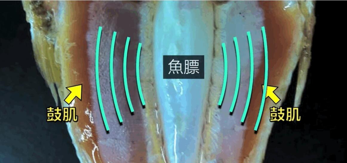 狮吼功