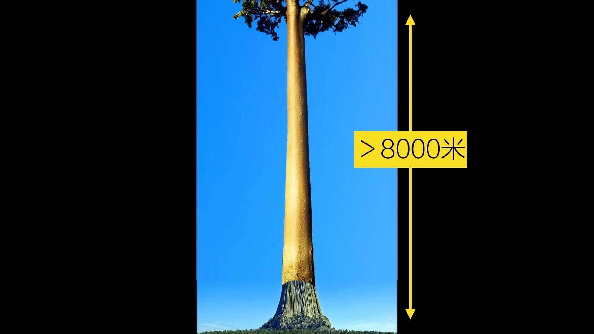 高8000-12000米的树