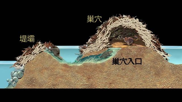 河狸巢穴