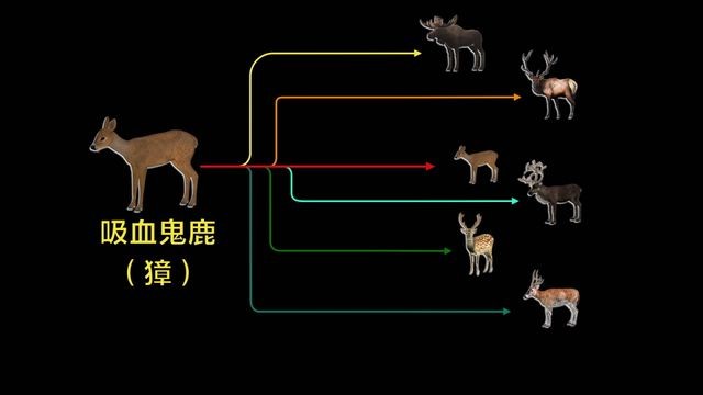 各种各样的鹿