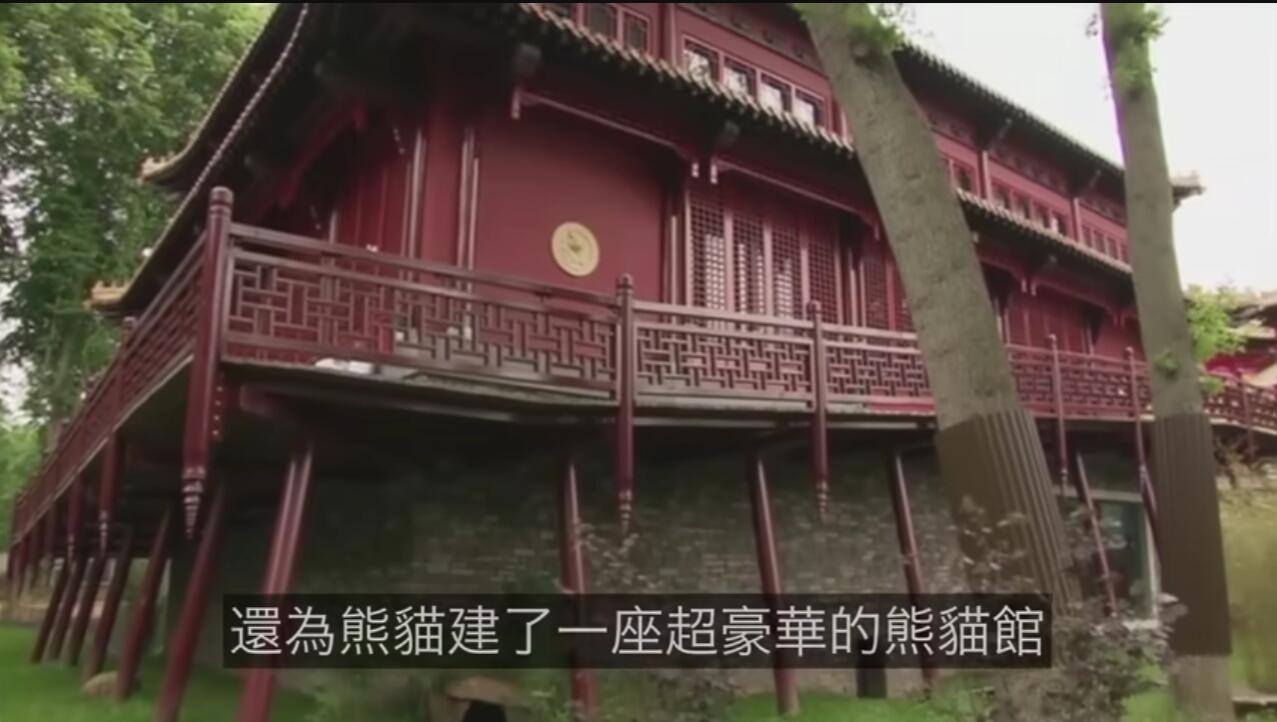 荷兰动物园里建造了豪华的熊猫馆