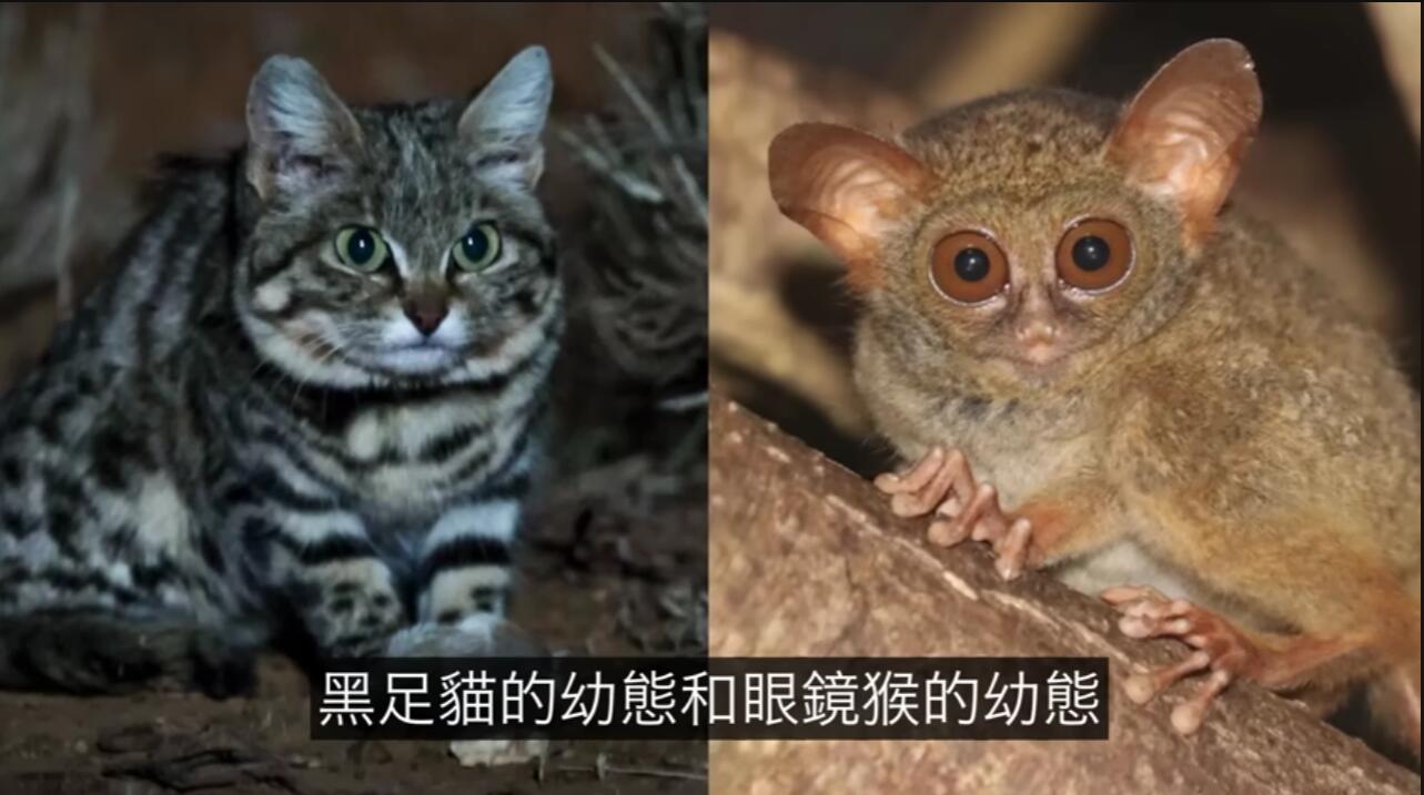 黑足猫和眼镜猴