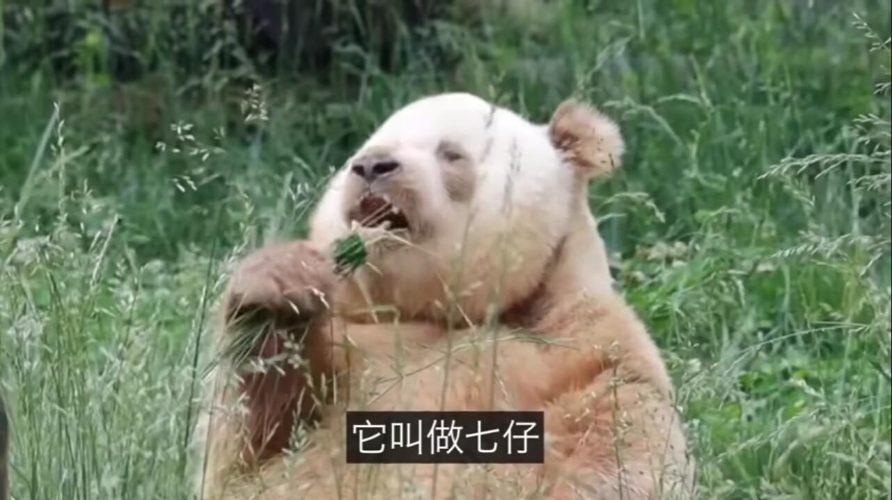 熊猫七仔