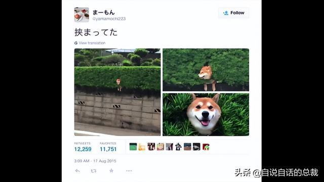 一只柴犬被夹住了头