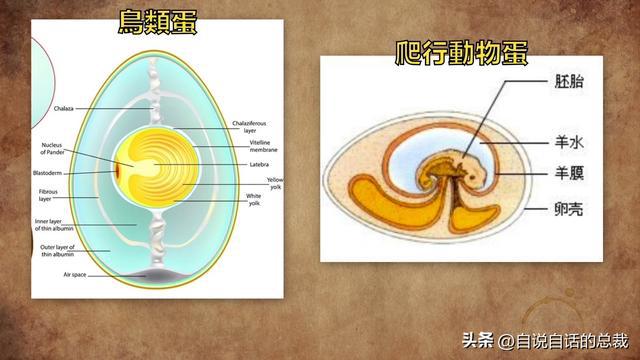 鸟类蛋和爬行动物蛋