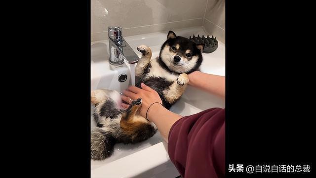 柴犬洗澡