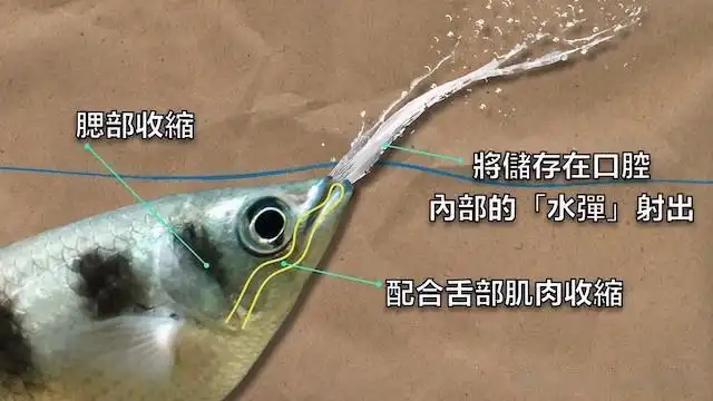 射水鱼