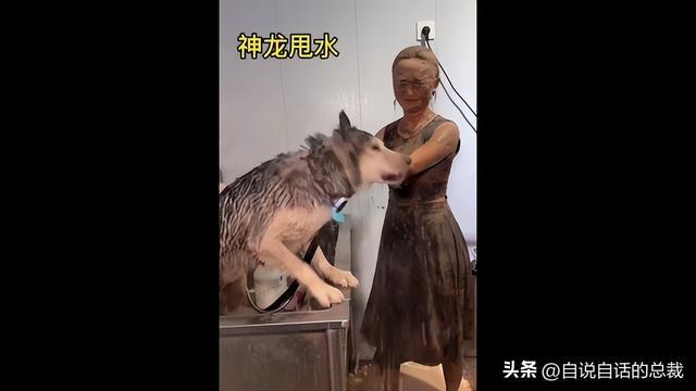 哈士奇洗澡