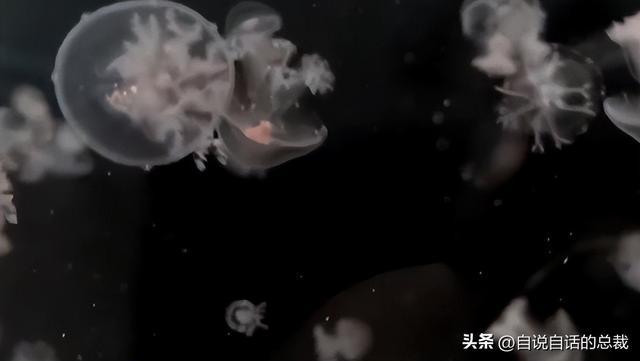 水母