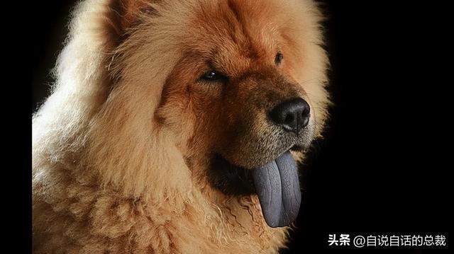 松狮犬