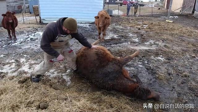 小牛肚子圆鼓鼓的