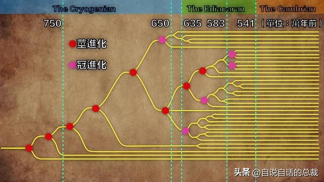 进化树周期图