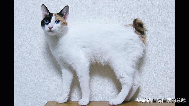 日本短尾猫