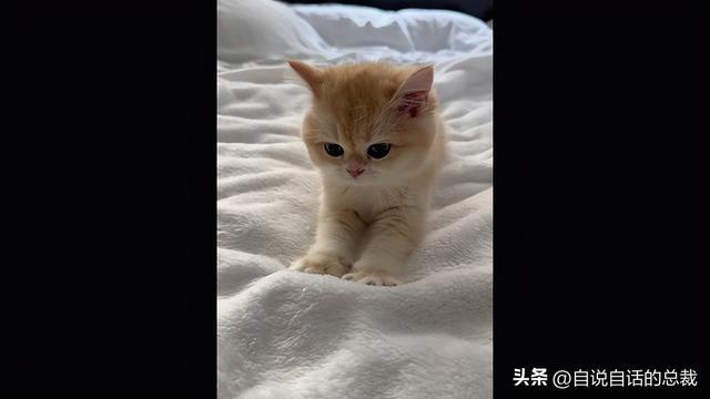 一只小橘猫两只前爪交替着往下踩