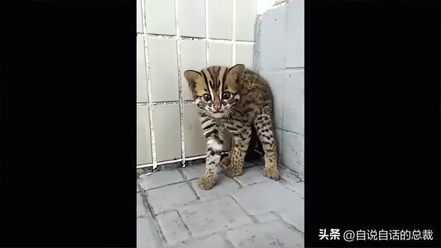 画面中奶萌奶萌的小猫