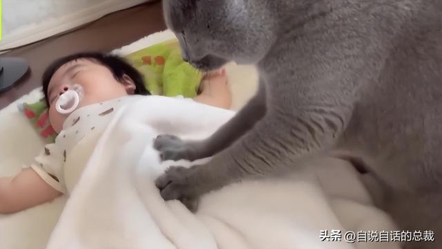 小猫和小宝宝